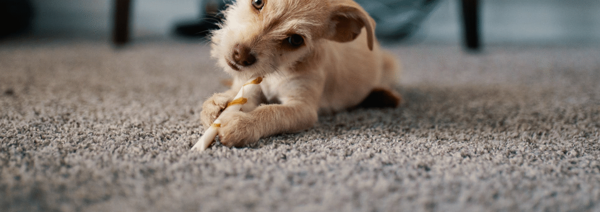 Carpets & Flooring